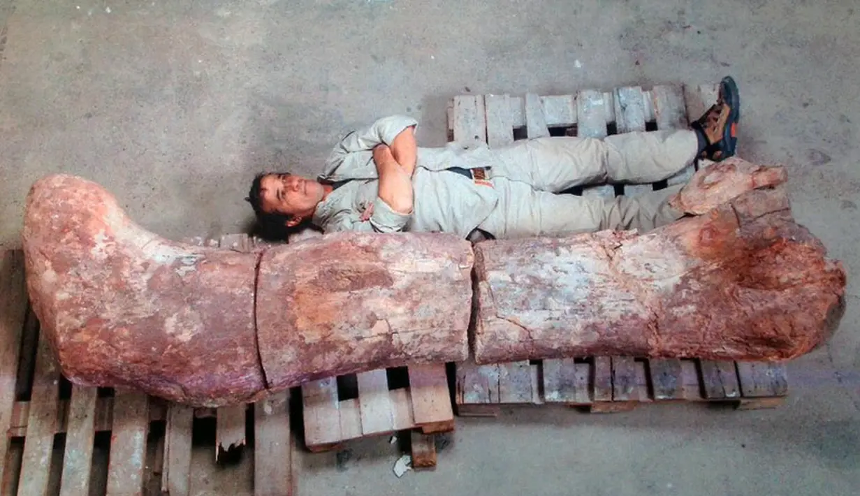 Para palaentolog menemukan tulang fosil dinosaurus terbesar di bumi, Argentina, Sabtu (17/5/2014) (AFP PHOTO / Museo Egidio Feruglio).