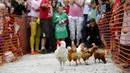 Sejumlah ayam betina berlari dalam World Hen Racing Championships di Bonsall, Inggris, Sabtu (1/8/2015). Sejumlah ayam betina adu kecepatan untuk menjadi pemenang dalam kejuaran tersebut. (Reuters/Darren Staples)