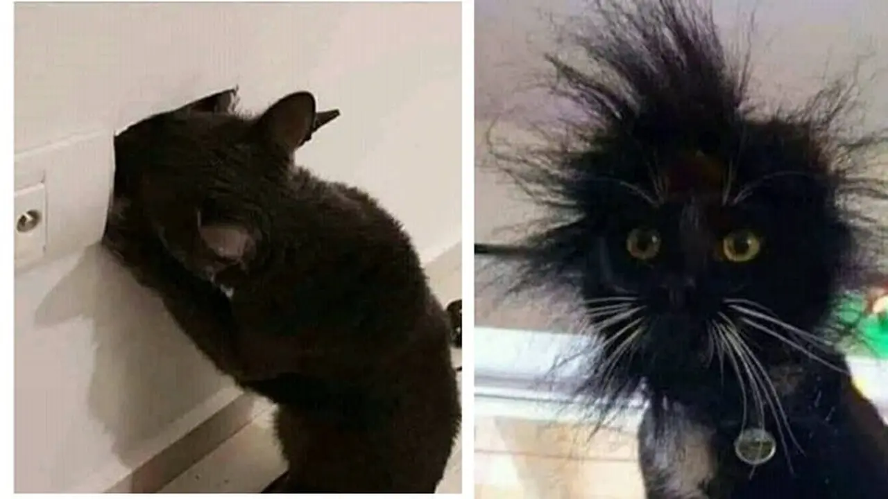 Kucing  nyelenehg (Sumber: Instagram/awreceh.id)