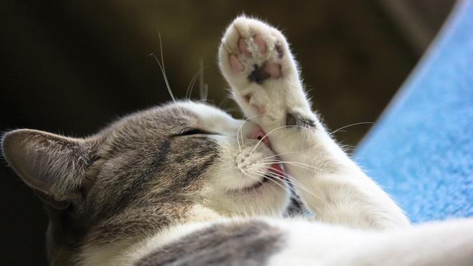 Ilustrasi kaki kucing. (Shutterstock)