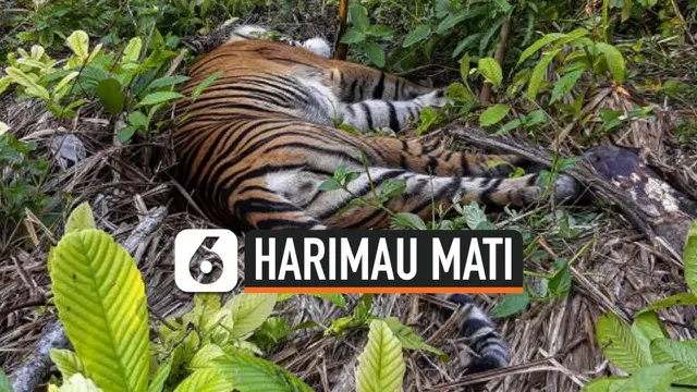 VIDEO: Diduga Diracun, Harimau Sumatera Ditemukan Mati di Aceh