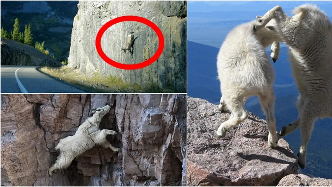 (c)boredpanda.com