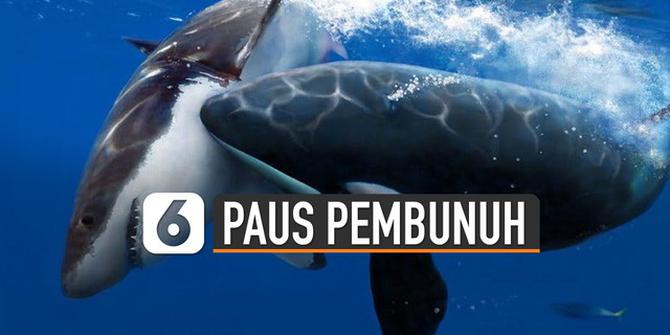 VIDEO: Langka Paus Pembunuh di Laut Anambas