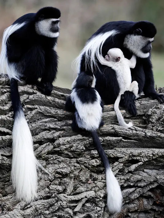 Kawanan monyet Guereza (Colobus Guereza) duduk dengan seekor bayi yang baru lahir di kebun binatang Praha, Republik Ceko, 5 April 2018. Kebun Binatang Praha dilengkapi dengan koleksi lahirnya bayi Monyet Guereza. (AP Photo/Petr David Josek)