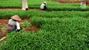 Petani memetik sayur ketika panen Kangkung di lahan garapan Banjir Kanal Timur, Cakung, Jakarta, Rabu (15/5/2019). Meski memanfaatkan lahan kosong untuk dijadikan lahan produktif, namun dengan kondisi cuaca tak menentu seperti ini kadang petani mengalami rugi. (merdeka.com/Imam Buhori)