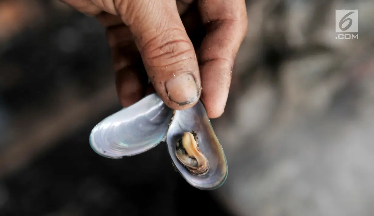 Nelayan mengupas cangkang kerang hijau di kawasan Muara Angke, Jakarta, Rabu (23/1). Pencemaran limbah di laut ditambah cuaca buruk mengakibatkan hasil tangkapan nelayan kerang Muara Angke menurun drastis hingga 80 persen. (Merdeka.com/Iqbal S. Nugroho)