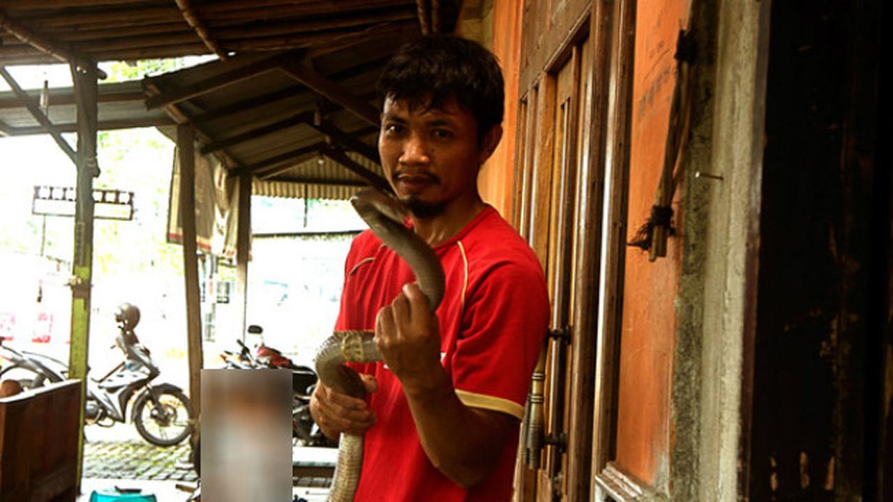 Penjagal Kobra dari Yogyakarta