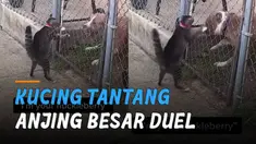 Seekor kucing tidak takut menantang seekor anjing besar .