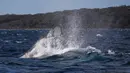 Seekor paus bungkuk muncul ke permukaan air di Teluk Jervis, Sydney selatan, Australia, pada 23 September 2020. (Xinhua/Bai Xuefei)