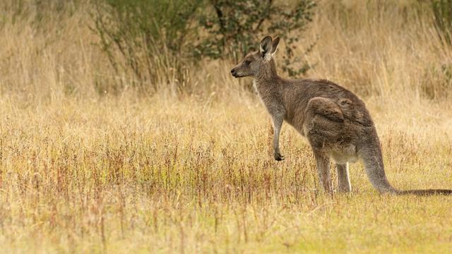 Kangaroos