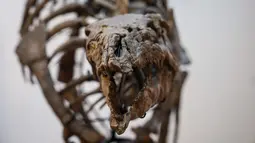 Kerangka dinosaurus yang diawetkan dengan sangat baik, yakni seekor Camptosaurus yang dikenal dengan anam Barry dari periode Jurassic akhir sekitar 150 juta tahun lalu, akan dilelang di Paris bulan depan. (Dimitar DILKOFF / AFP)