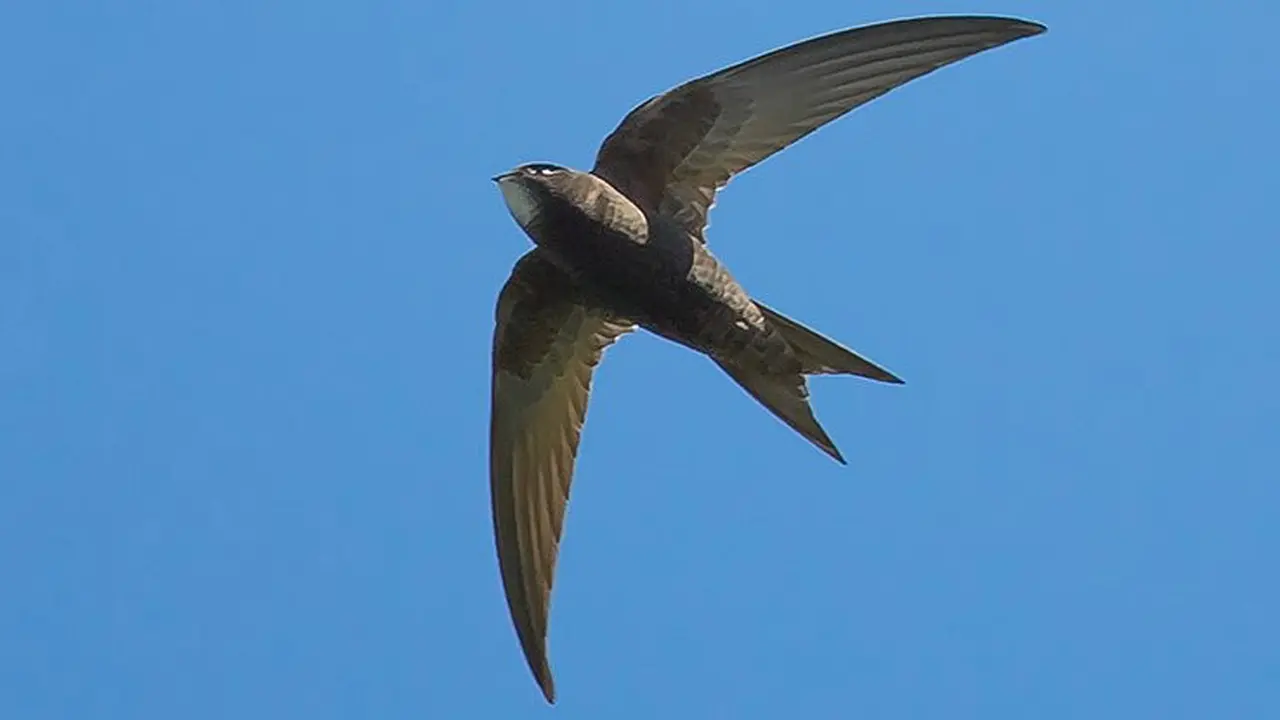 [Bintang] Burung Common Swift