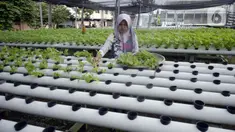 Warga menanam bayam hijau dalam pipa PVC atau sistem hidroponik di Kompleks Gudang PT NBA, Serua, Bojongsari, Depok, Jawa Barat, Jumat (10/7/2020). Pandemi COVID-19 membuat bercocok tanam dengan sistem hidroponik semakin populer di kalangan masyarakat perkotaan. (merdeka.com/Dwi Narwoko)