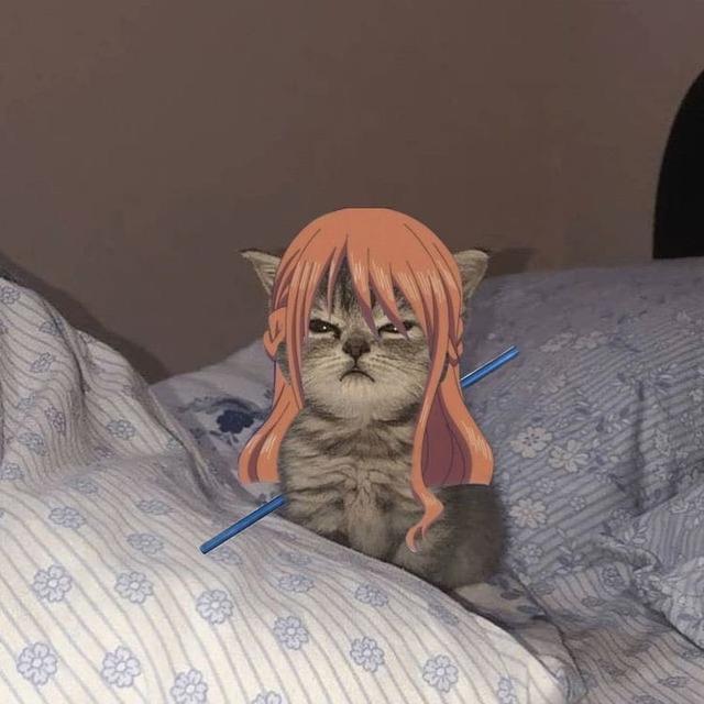 6 Editan Foto Kucing Jadi Kru Mugiwara One Piece Ini Tampak Lucu