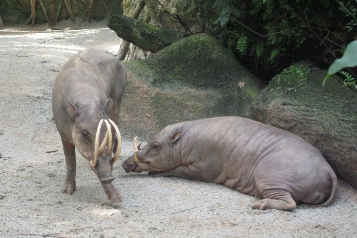 Mengenal Keunikan Babirusa, Babi Pemalu Bertaring Panjang