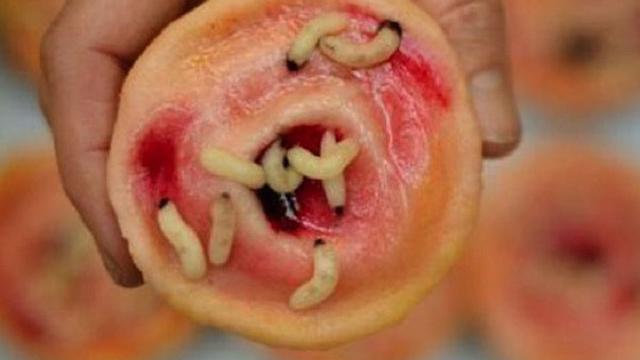 Ilustrasi belatung (AFP)