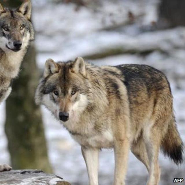 Sketsa Gambar Hewan Serigala