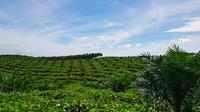 Hamparan kebun milik petani sawit plasma PTPN V sebagai bahan baku utama bahan bakar nabati program green fuel. (Liputan6.com/M Syukur)