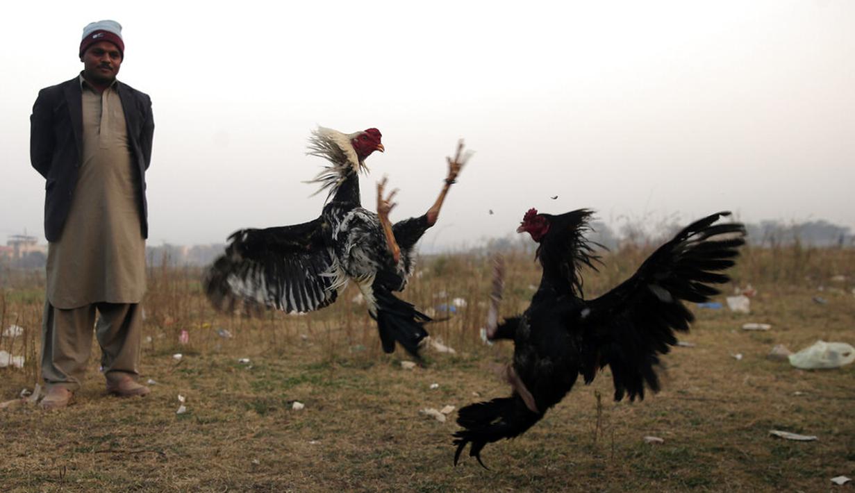 Seorang pria menyaksikan pertandingan sabung ayam di pinggiran Islamabad, Pakistan, 15 Desember 2021. Pakistan terkenal memiliki jenis ayam petarung paling tua di dunia dengan kekuatan fisik dan mental bertarungnya. (AP Photo/Rahmat Gul)