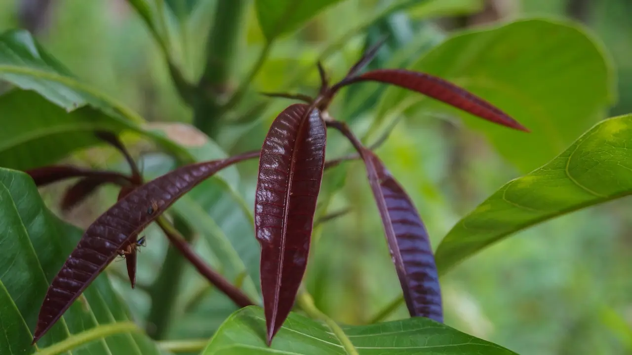 Daun mangga
