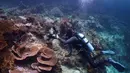 Kepulauan Raja Ampat memiliki peran penting bagi kelestarian alam dunia, oleh karena itu banyak sekali lembaga konservasi dunia yang mengarahkan fokus penelitian mereka di kawasan ini. Tampak dalam foto, ahli biologi kelautan Pol Ramos merekam gambar terumbu karang di lokasi penyelaman Selat Kerno di Raja Ampat, Papua Barat Daya, Kamis, 5 Maret 2026. (AP Photo/Claudia Rosel)