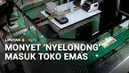 Kalau monyet yang masuk ke permukiman, mungkin sudah sering terjadi. Tapi, ini seekor monyet tiba-tiba nyelonong masuk ke toko emas.