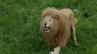  Aksi singa bermain bola sepak itu bisa disaksikan dalam video berikut ini. Yuk, kita lihat.