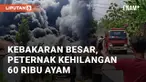 Kebakaran besar meludeskan kandang berisi 60 ribu ekor anak ayam. Insiden ini terjadi di Desa Pulosari, Ngunut Tulungagung