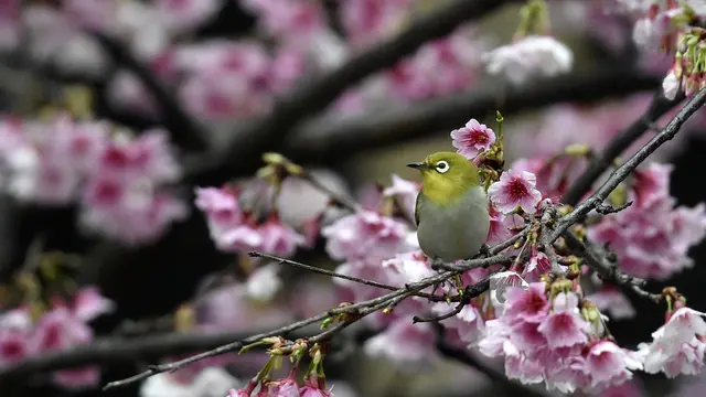 Cara Merawat Burung Pleci yang Baik