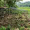 Ide Ternak Hewan Mini Umbaran di Dekat Sawah yang Hemat Pakan dan Untung Besar. (Foto: Gemini AI)