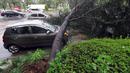 Sebuah mobil rusak tertindih pohon tumbang setelah dihantam topan Chaba yang menerjang kota Changwon di Korsel, Rabu (5/10). Angin berkecepatan tinggi dan hujan deras yang memicu banjir menyapu mobil-mobil serta menumbangkan pepohonan. (YONHAP/AFP)
