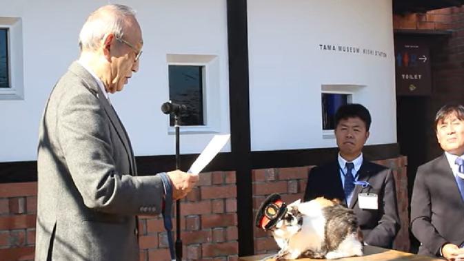Master Stasiun Berbulu: Kucing Calico Jadi Magnet Wisatawan di Jalur Kereta