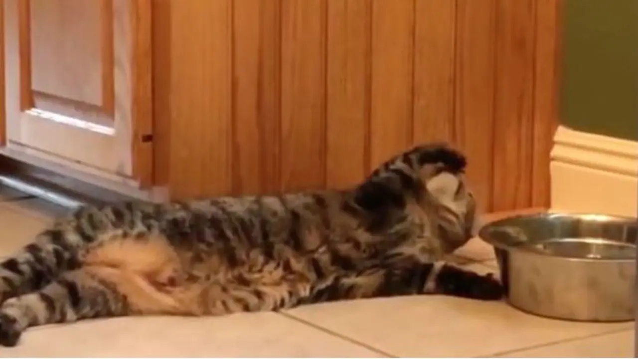 Kucing Paling Malas Sedunia, Ulahnya Bikin Gemes yang Melihatnya