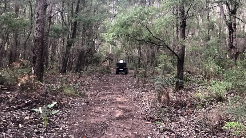 Hutan Boranup Australia