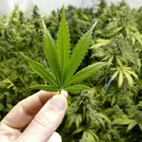 Ganja dilarang untuk digunakan. (via. The Motley Fool)