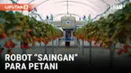 Hampir semua buah stoberi yang ditanam di AS berasal dari negara bagian California. Kini sebuah perusahaan asal Spanyol yang bergerak di bidang robot pertanian membantu para petani California untuk melakukan panen stroberi pada tingkat kematangan yan...