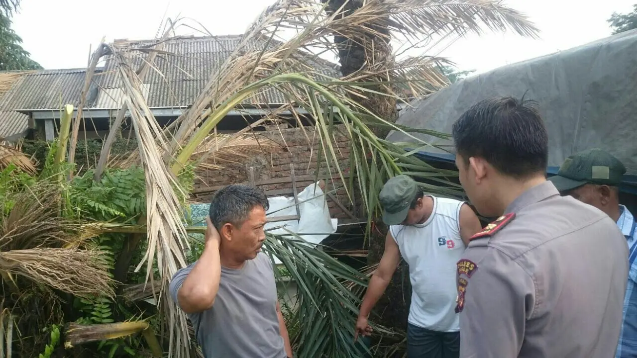 Pohon tumbang di Bogor