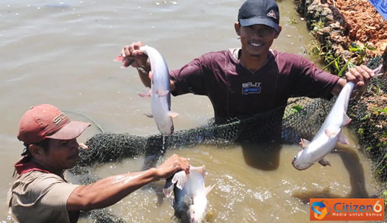 Citizen6, Banjar: Kabupaten Banjar merupakan salah satu kawasan minapolitan berbasiskan perikanan budidaya, dengan komoditas unggulannya ikan patin dan komoditas pendukung ikan nila serta ikan mas. (Pengirim: Efrimal Bahri) 
