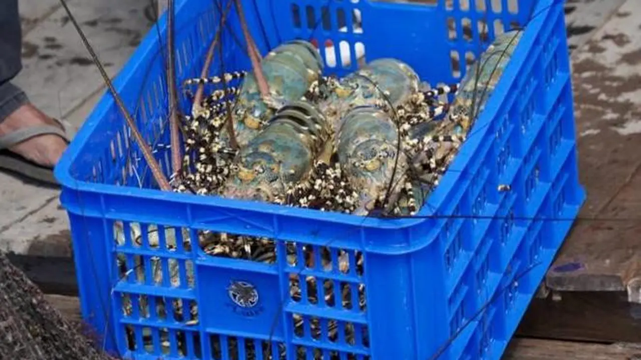 Pemerintah Indonesia melalui Kementerian Kelautan dan Perikanan (KKP) memperkuat kerja sama perikanan dengan Vietnam. Kerja sama ini dinilai membawa prospek cerah pada pengembangan budidaya lobster.