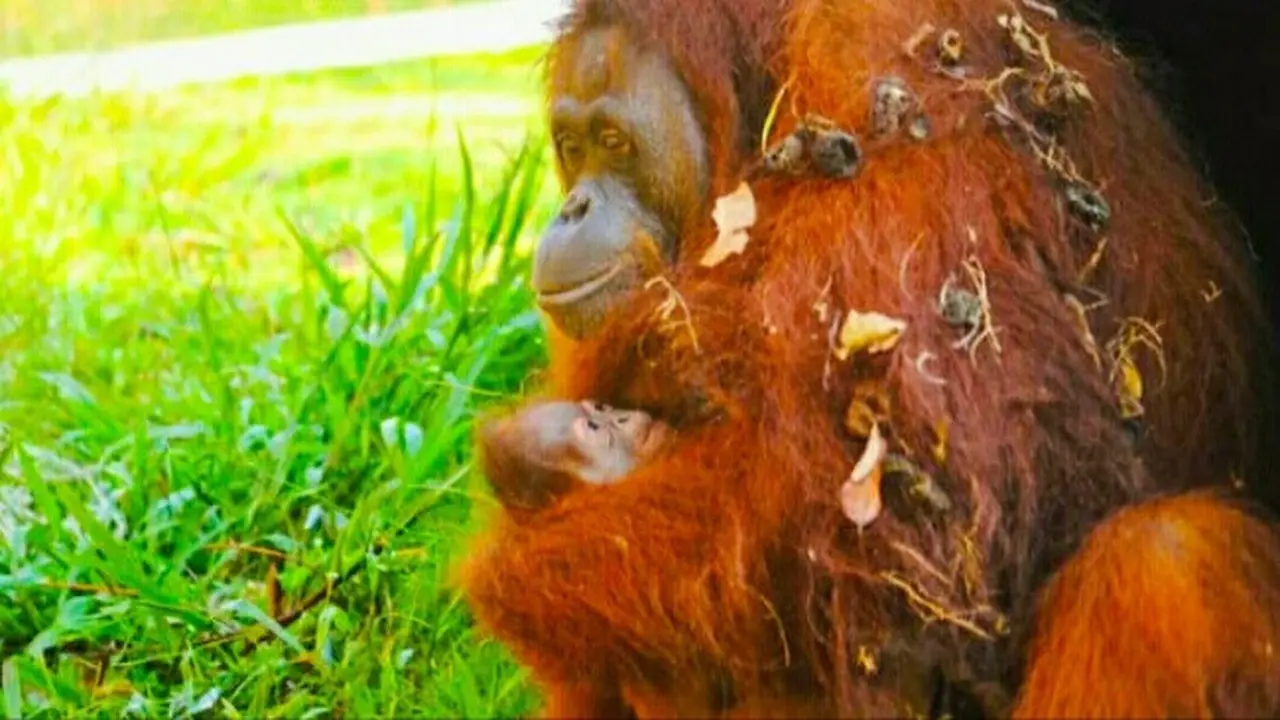 Orangutan yang berhasil dikembangbiakkan BBKSDA Riau di kebun binatang Kota Batam.