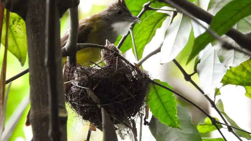 Sarang burung di Jatimulyo