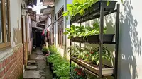 9 Desain Kebun Sayur di Gang Sempit, Lahan Terbatas Jadi Produktif