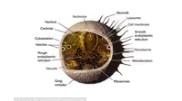 10 Urutan Organisasi Kehidupan dari Terkecil ke Terbesar yang Benar