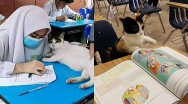 7 Potret Gemas Kalau Kucing Ikut Sekolah Ini Kocak