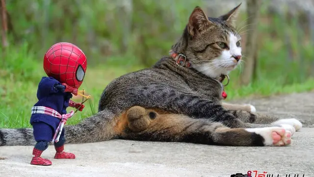Seniman Ini Potret Boneka Spiderman dengan Kucing, 7 Hasilnya Kocak