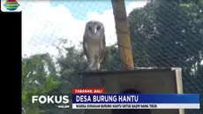 Lebih dari 40 ekor burung hantu yang berada di tempat ini, sengaja dikembangbiakkan warga.