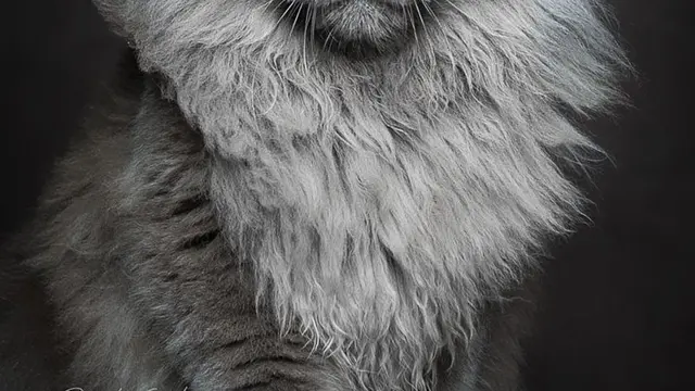 [Bintang] Kucing Maine coon