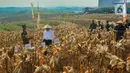 Kostrad TNI AD mengubah hampir seratus hektar  lahan tidur  menjadi area food estate  kebun jagung untuk ketahanan pangan. (merdeka.com/Arie Basuki)