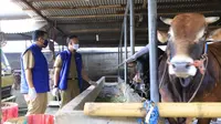 Naik 10 Persen, Permintaan Hewan Kurban di Kota Tangerang Diprediksi Capai 17 Ribu Ekor