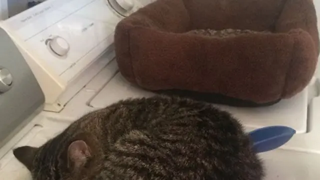 [Bintang] 10 Kucing yang Nggak Paham Sama Pemberian Majikan